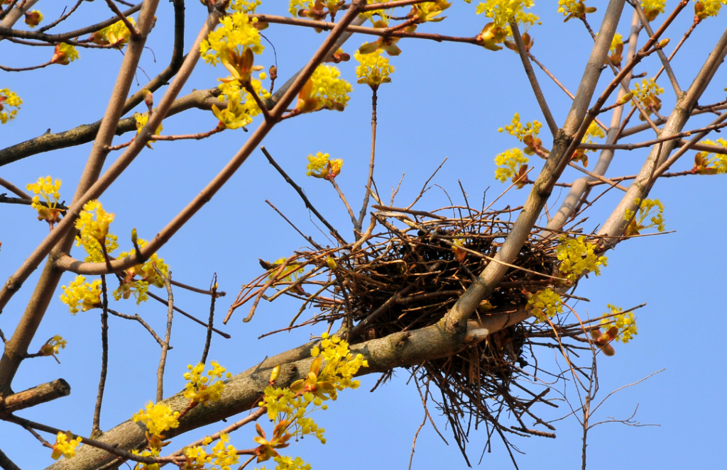 calm house nest in the tree