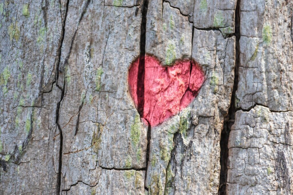 heart, tree, engraving, love, nature, tree bark, heart, heart, heart, heart, heart
